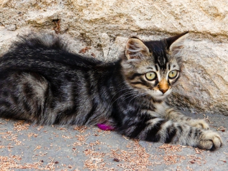 Cats Cyprus585