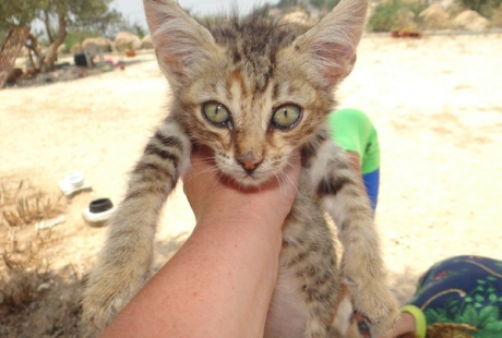 Cyprus Cat2
