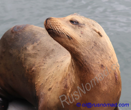 bigsur sea lions 09