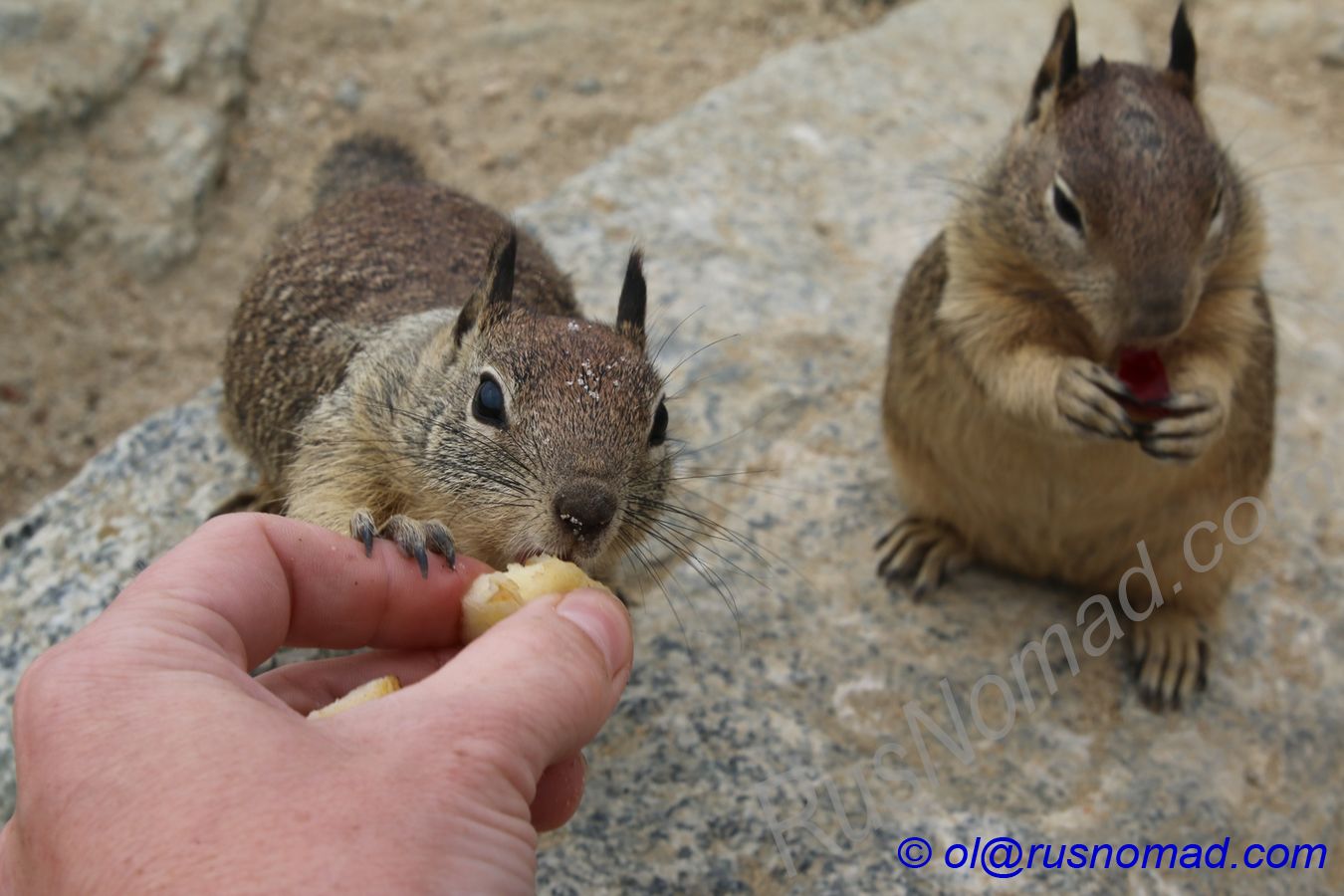 squirrels and chipmunks 04